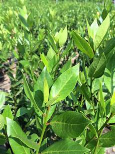 Bay Leaf Liquid Soaps