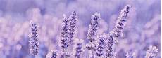 Lavender Soap